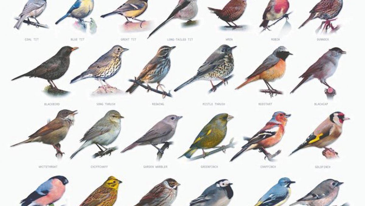 Стайные перелетные птицы средней полосы России