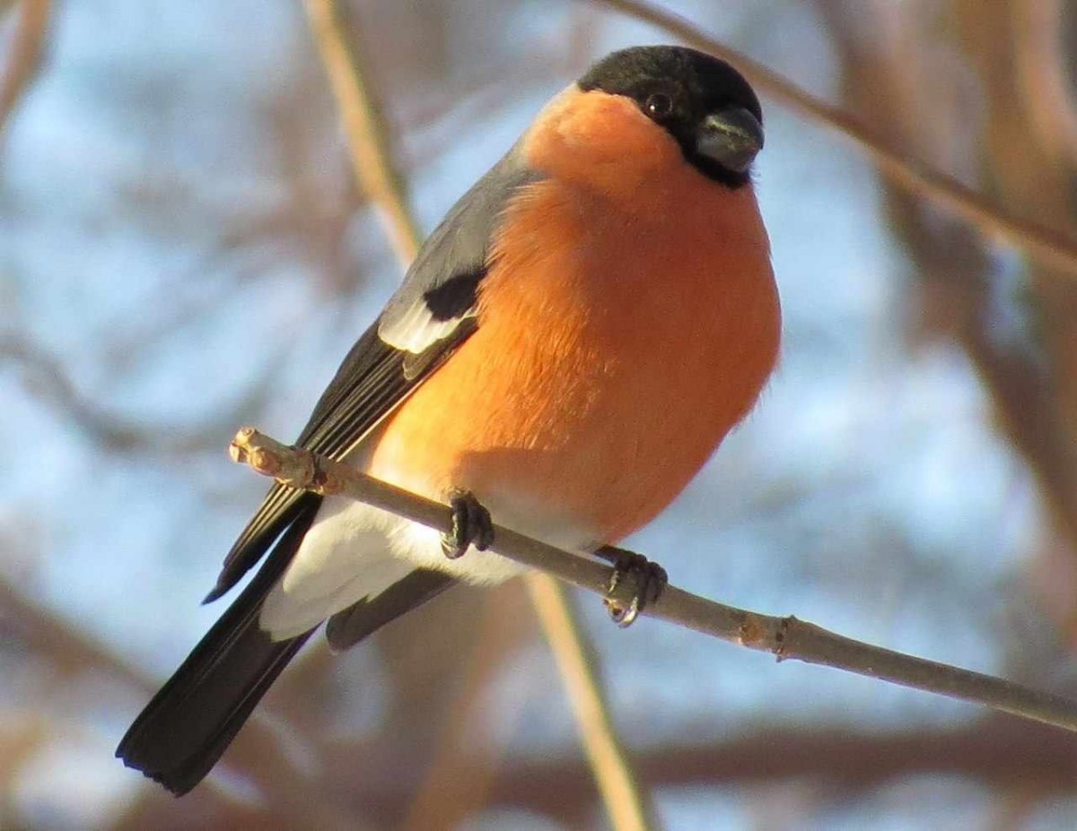 Птицы Беларуси зимой