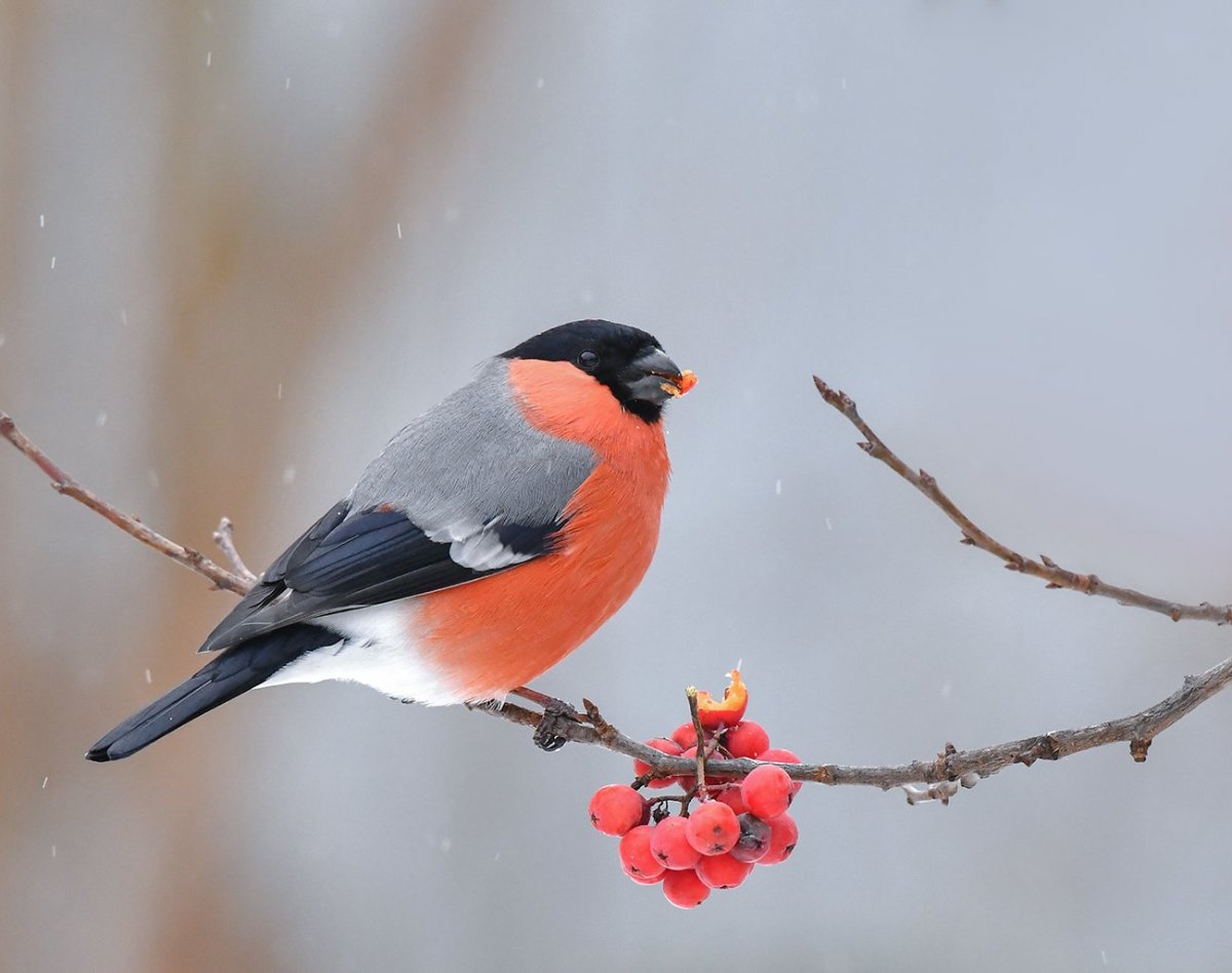 Зимние птицы