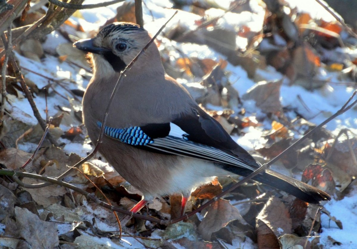 Рябчик и Сойка