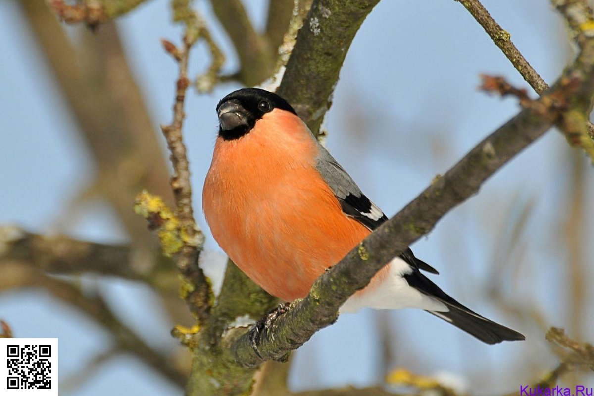 Зимующие птицы