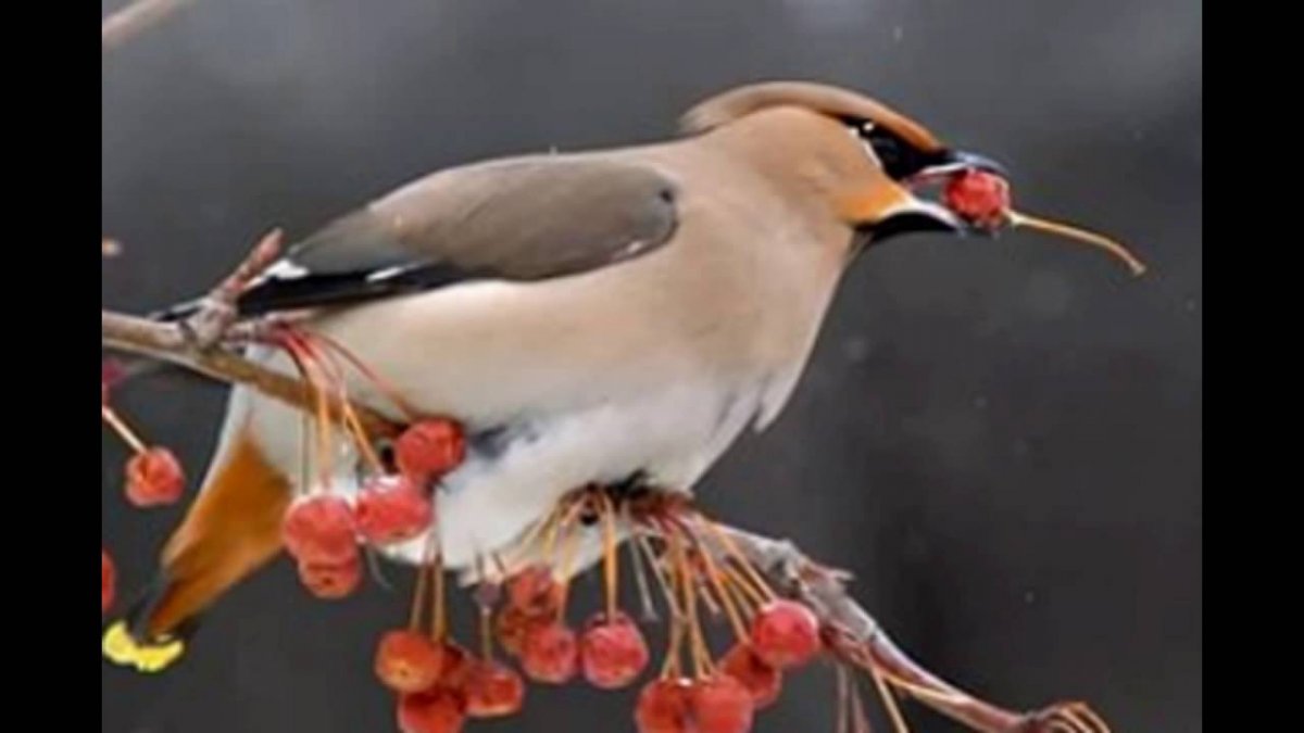 Птицы наелись забродившей рябины