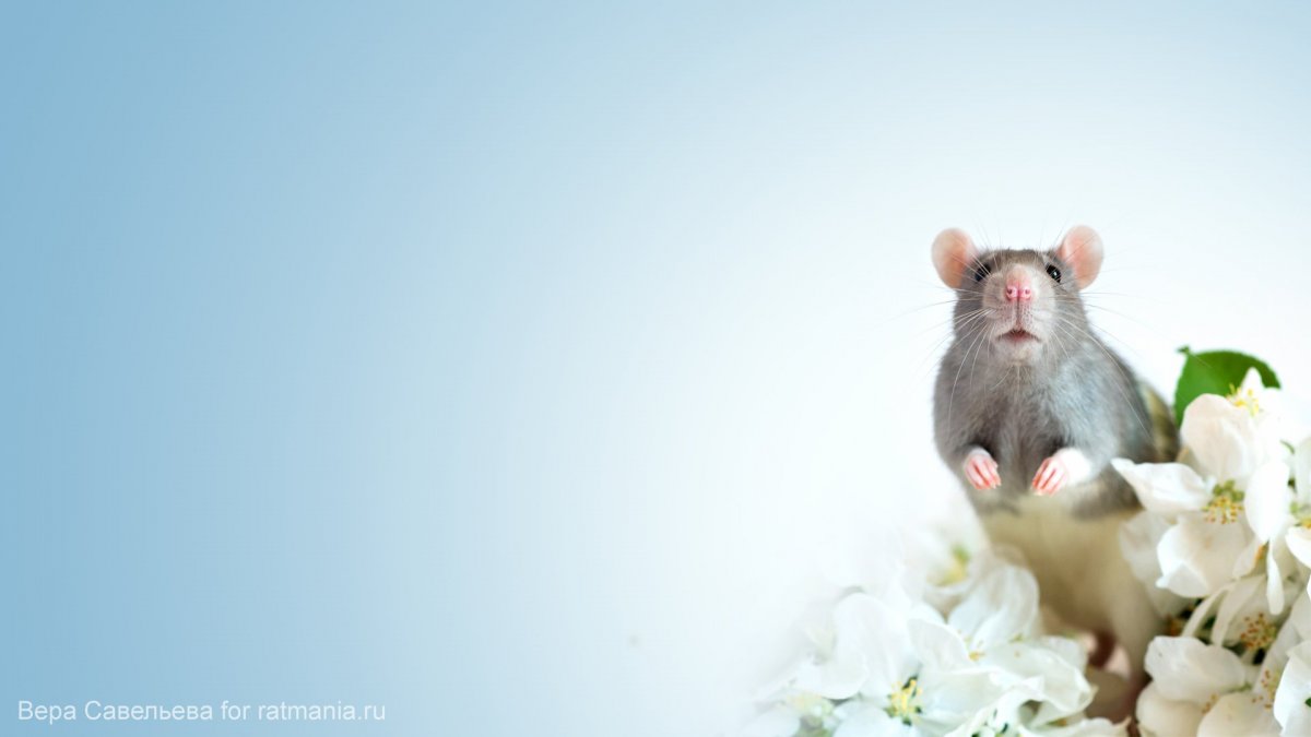 Заставка на рабочий стол крысы