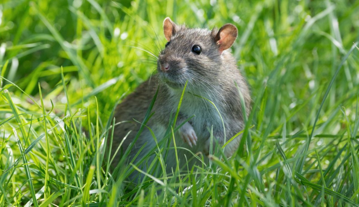 Фон с крысами