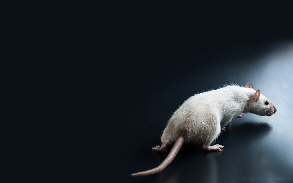 Обои с крысами