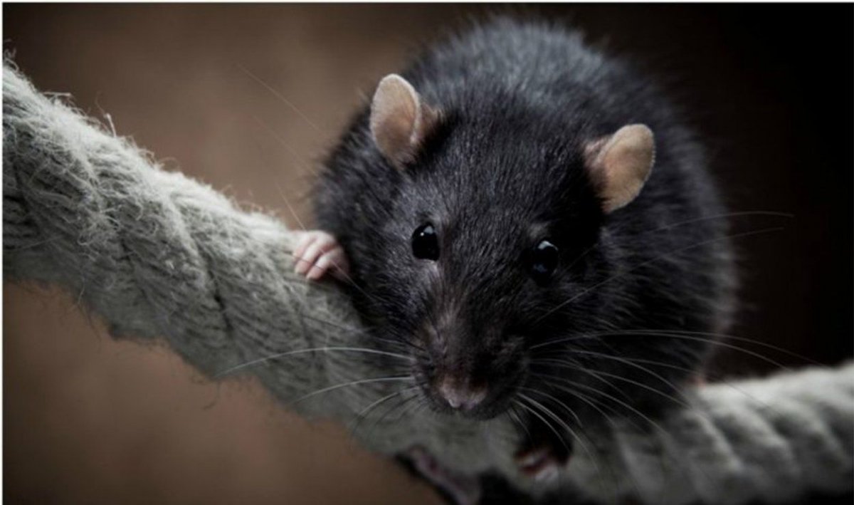 Декоративная крыса красивое фото