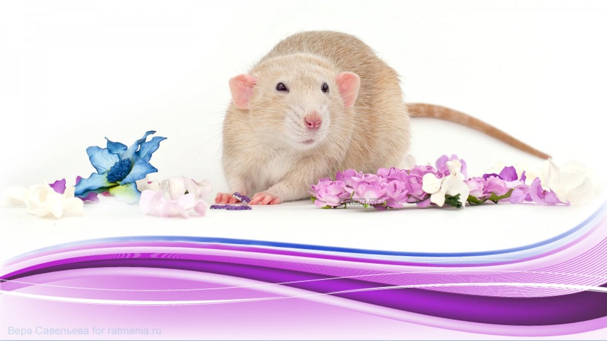 Милые крысы