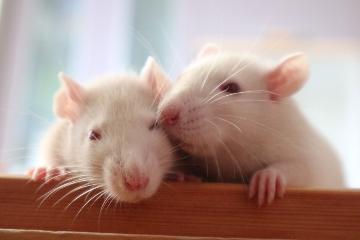 Хомячок с цветами