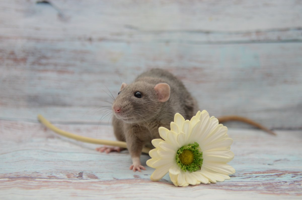 Rattus Rattus чёрная крыса