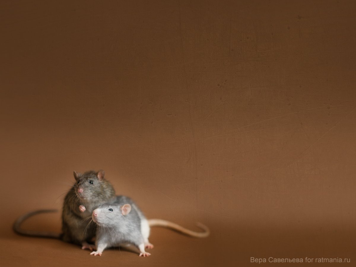 Крыса на красивом фоне