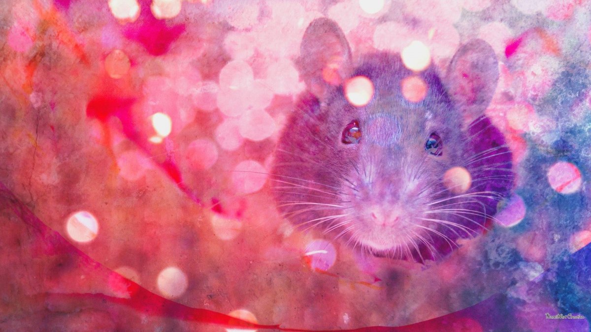 Обои с мышками