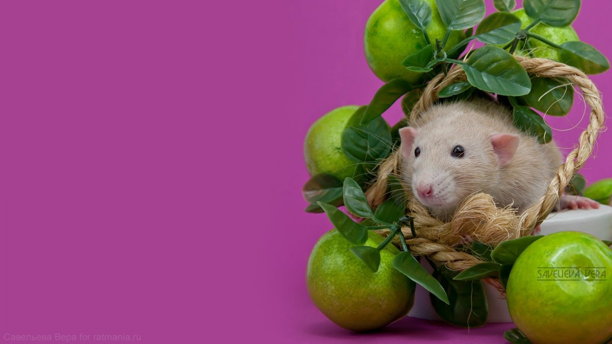 Моделька крысы