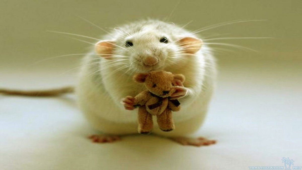 Веселая крыса