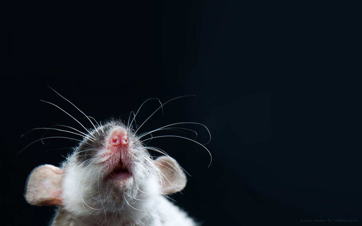 Обои с крысами