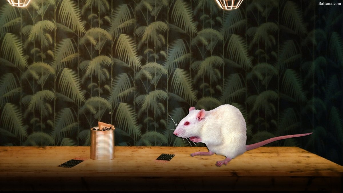 Обои на рабочий стол крысы