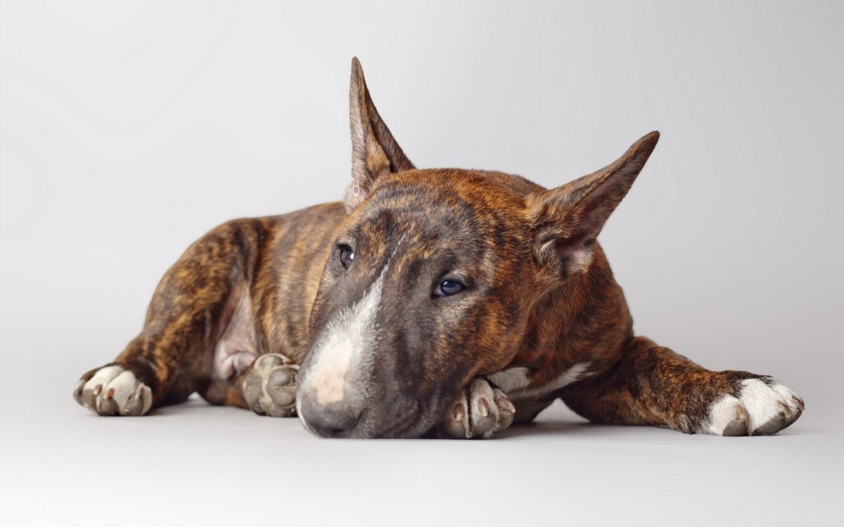 Собака с вытянутой мордой бойцовская