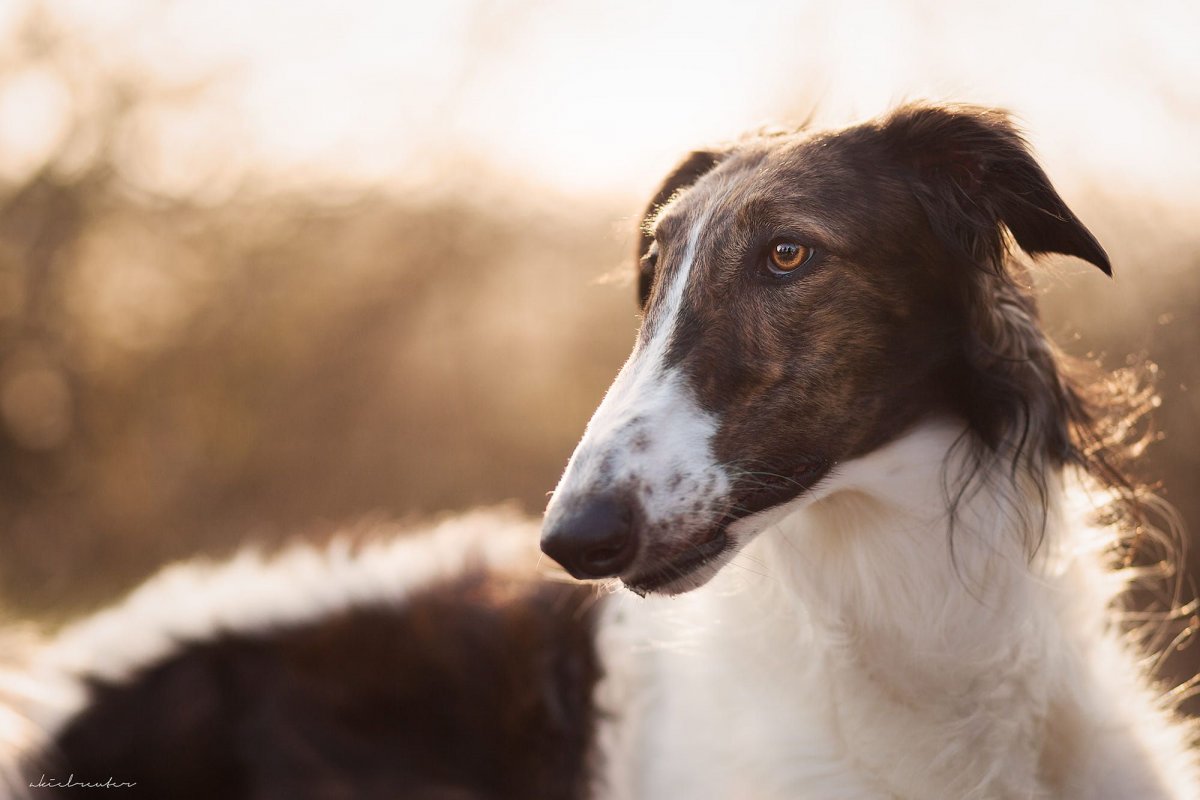 Собака бультерьер