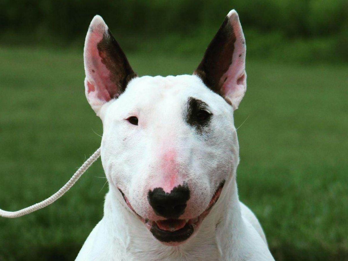 Собака борзая колли