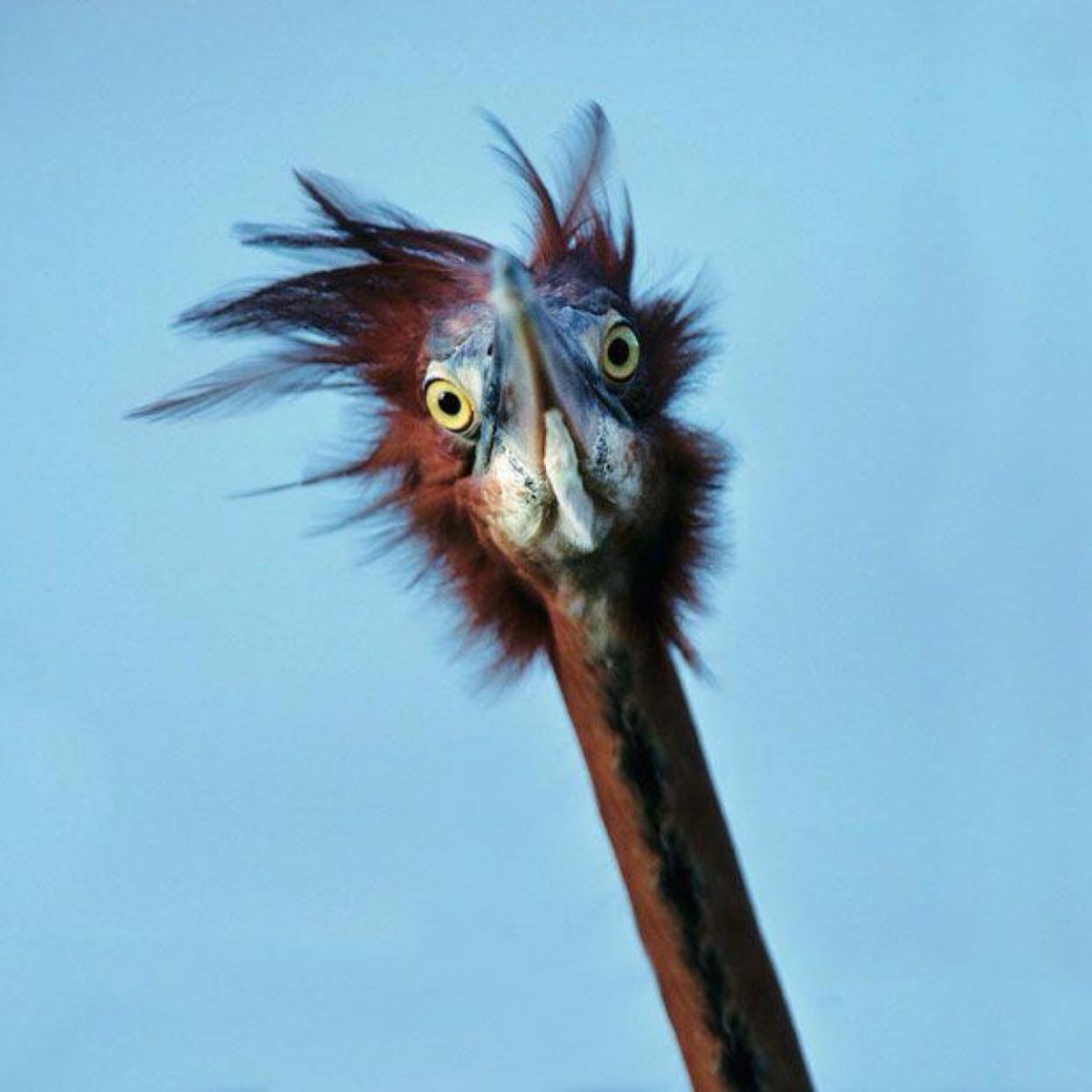 Чокнутая птица