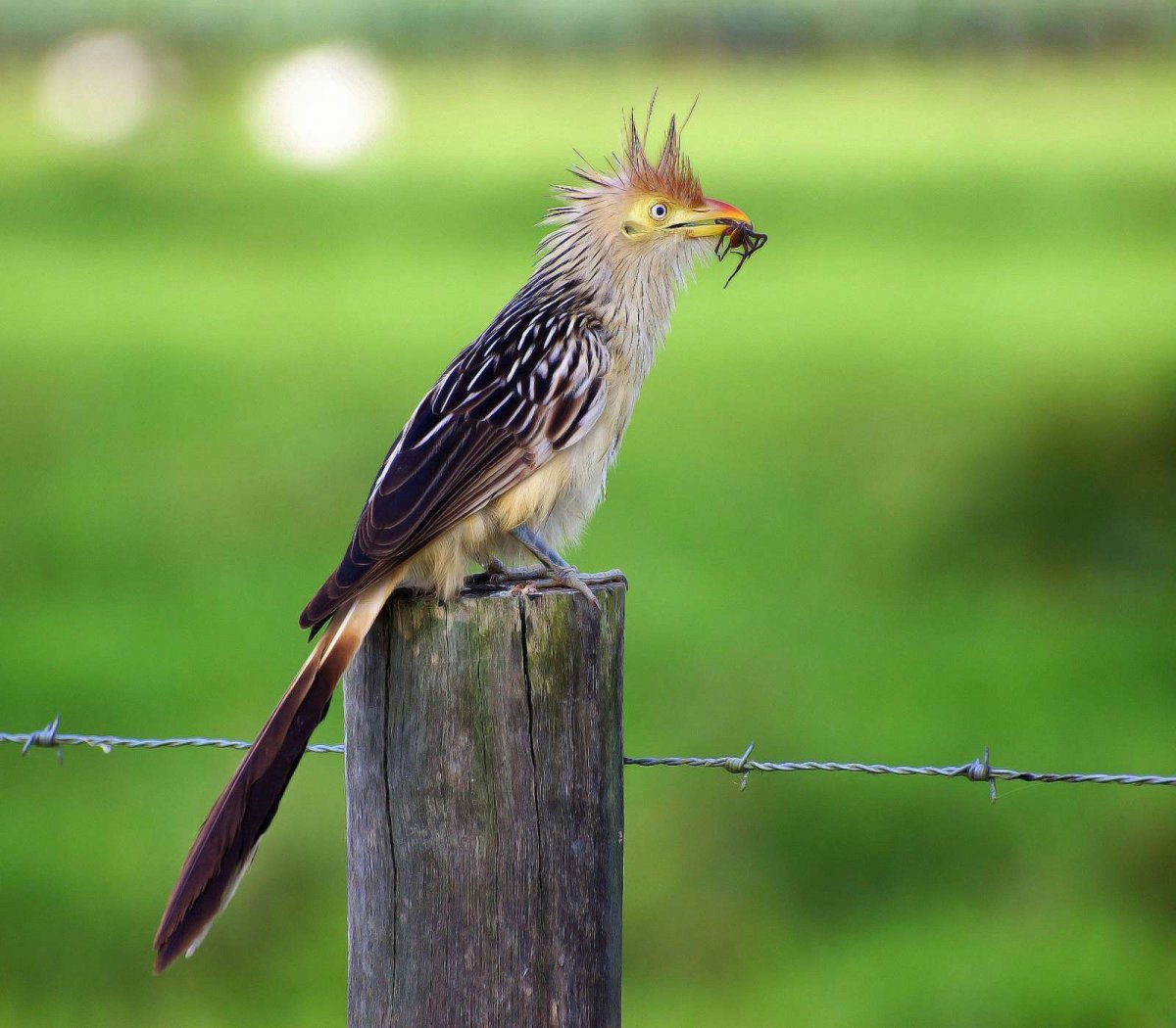 Кукушка Гуира