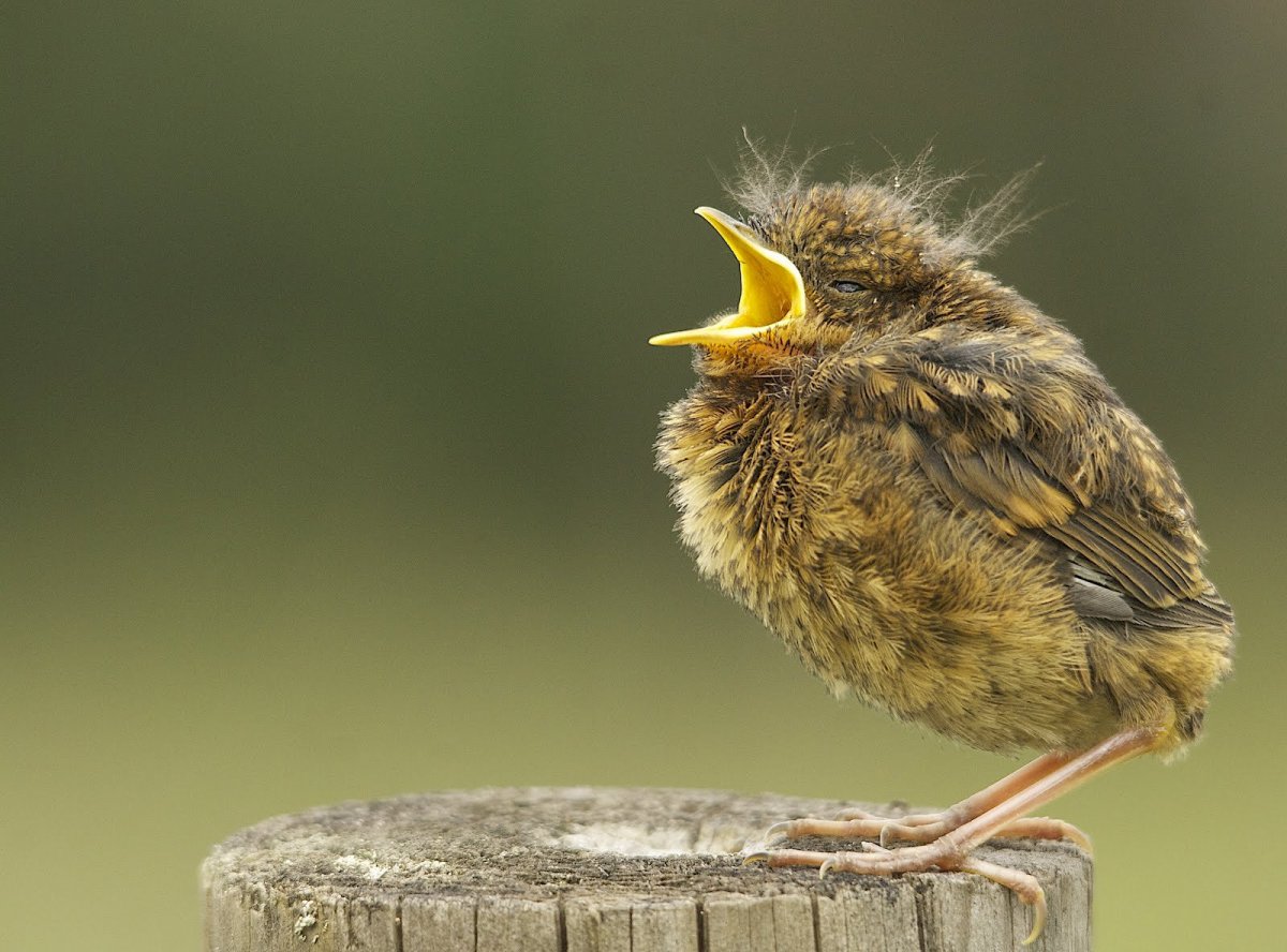 Птенец дрозда желторотик