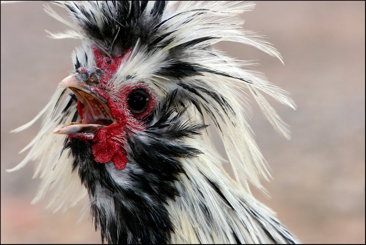 Бешеный петух