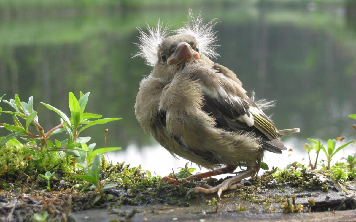 Птенец жаворонка