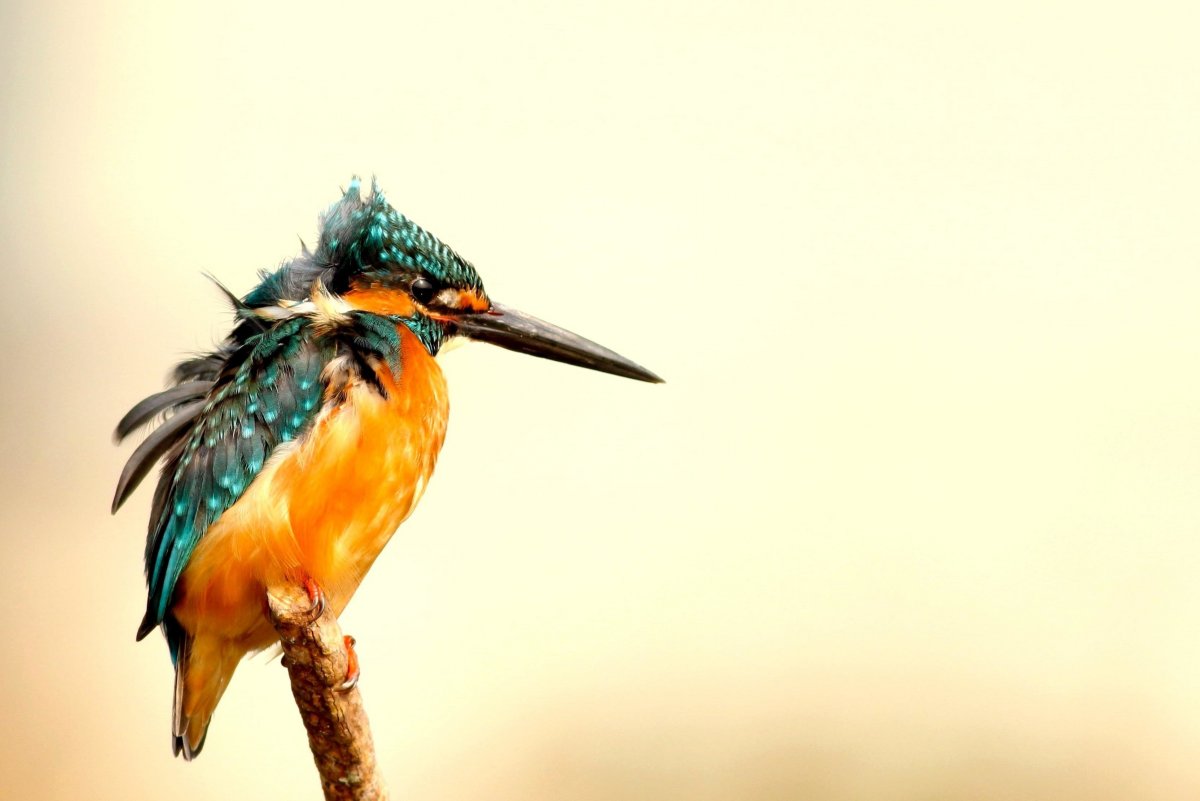 Хохлатый Зимородок