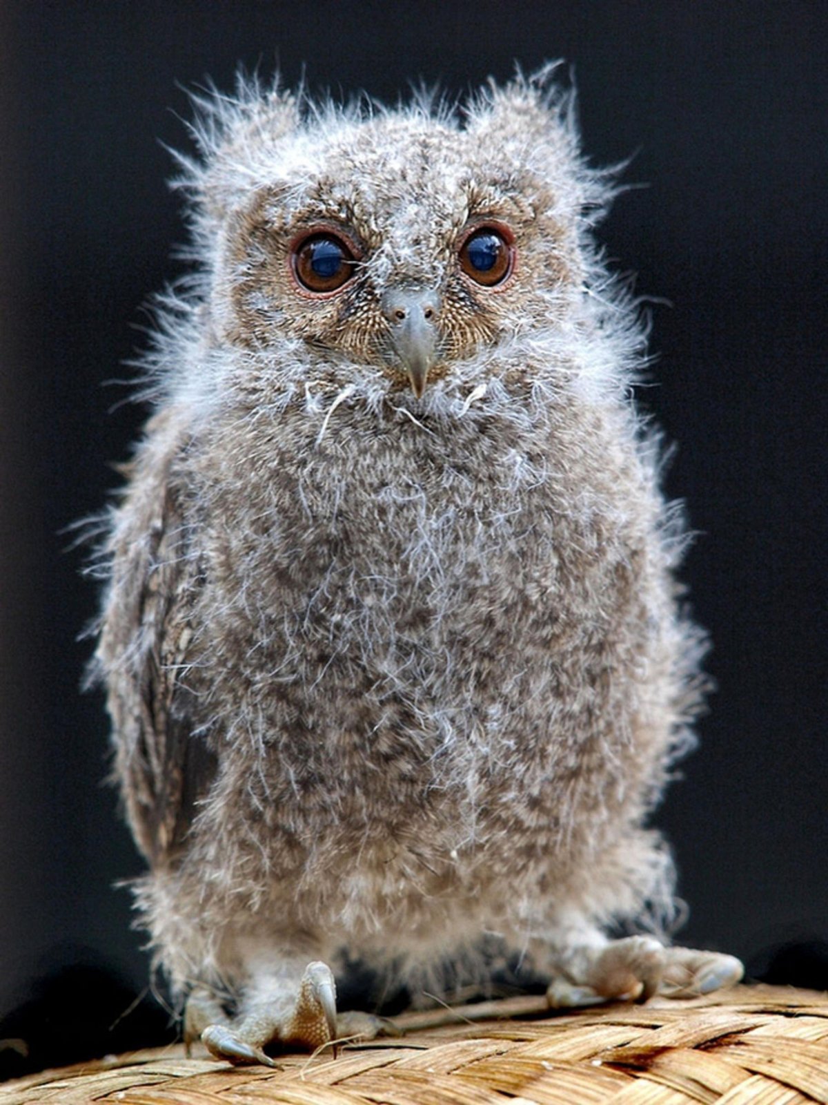 Сова с птенцами