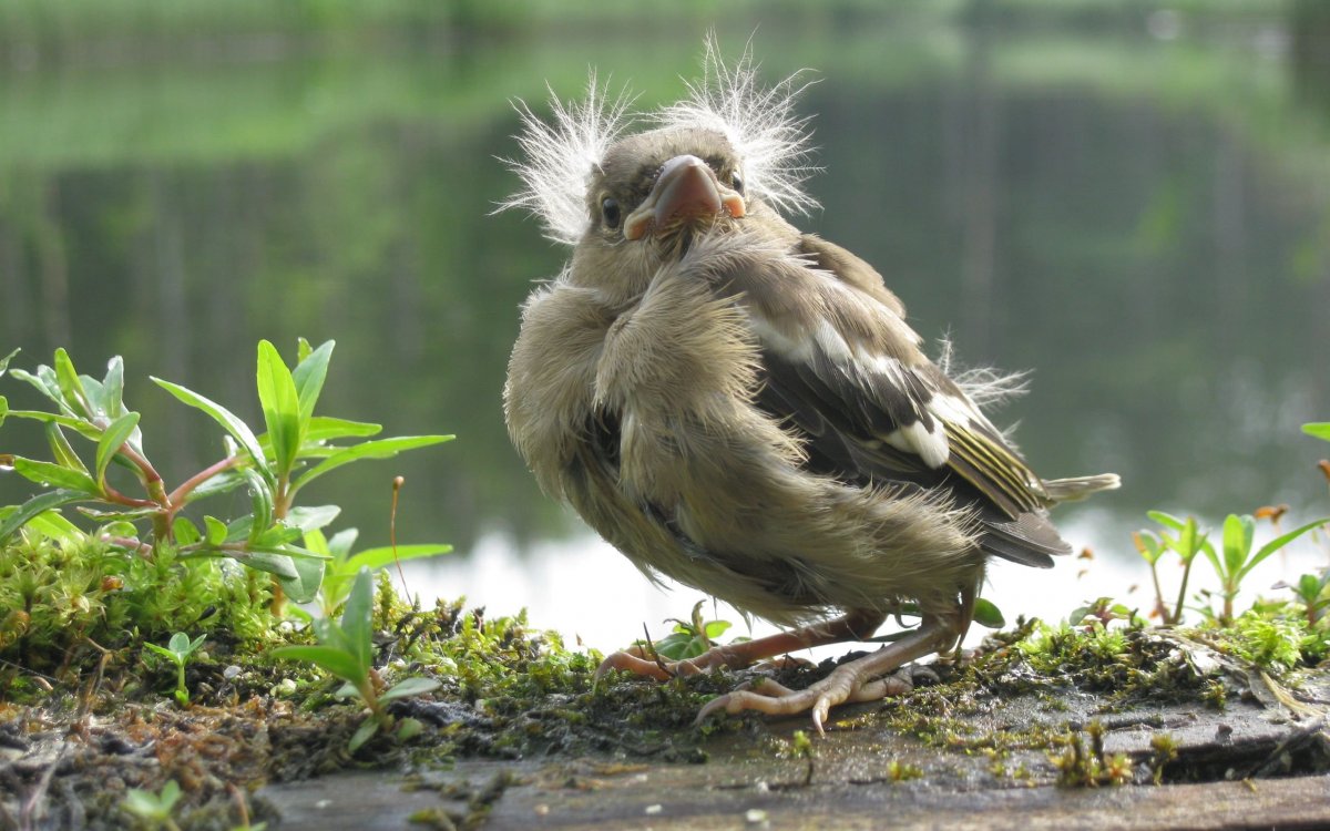 Цыпленок Желтик