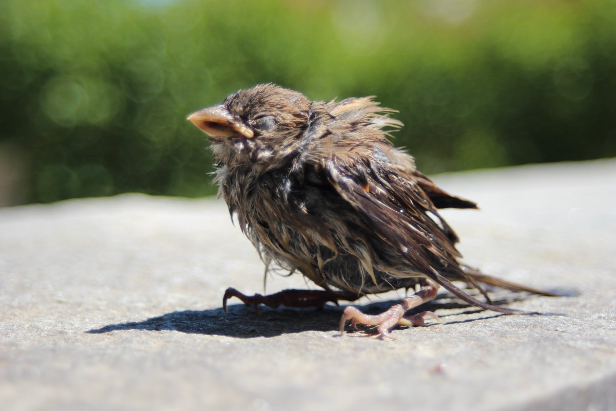 Взъерошенный Воробушек