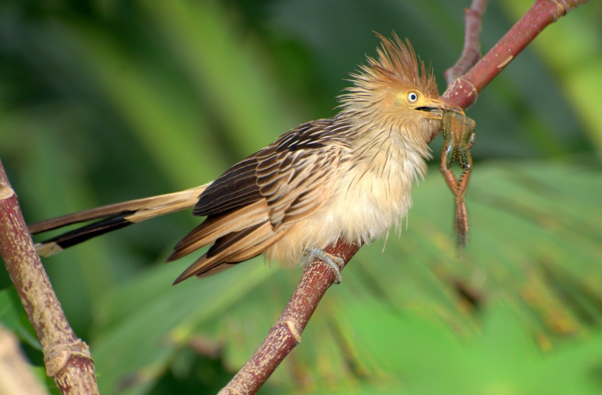 Птица с хохолком