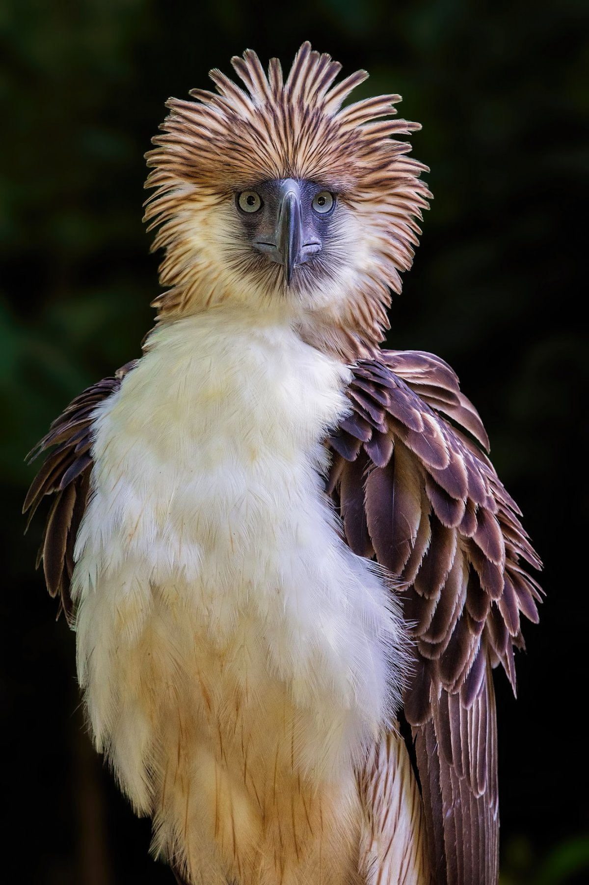 Филиппинская Гарпия-обезьяноед