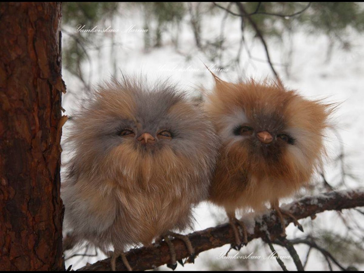 Пушистый Совенок