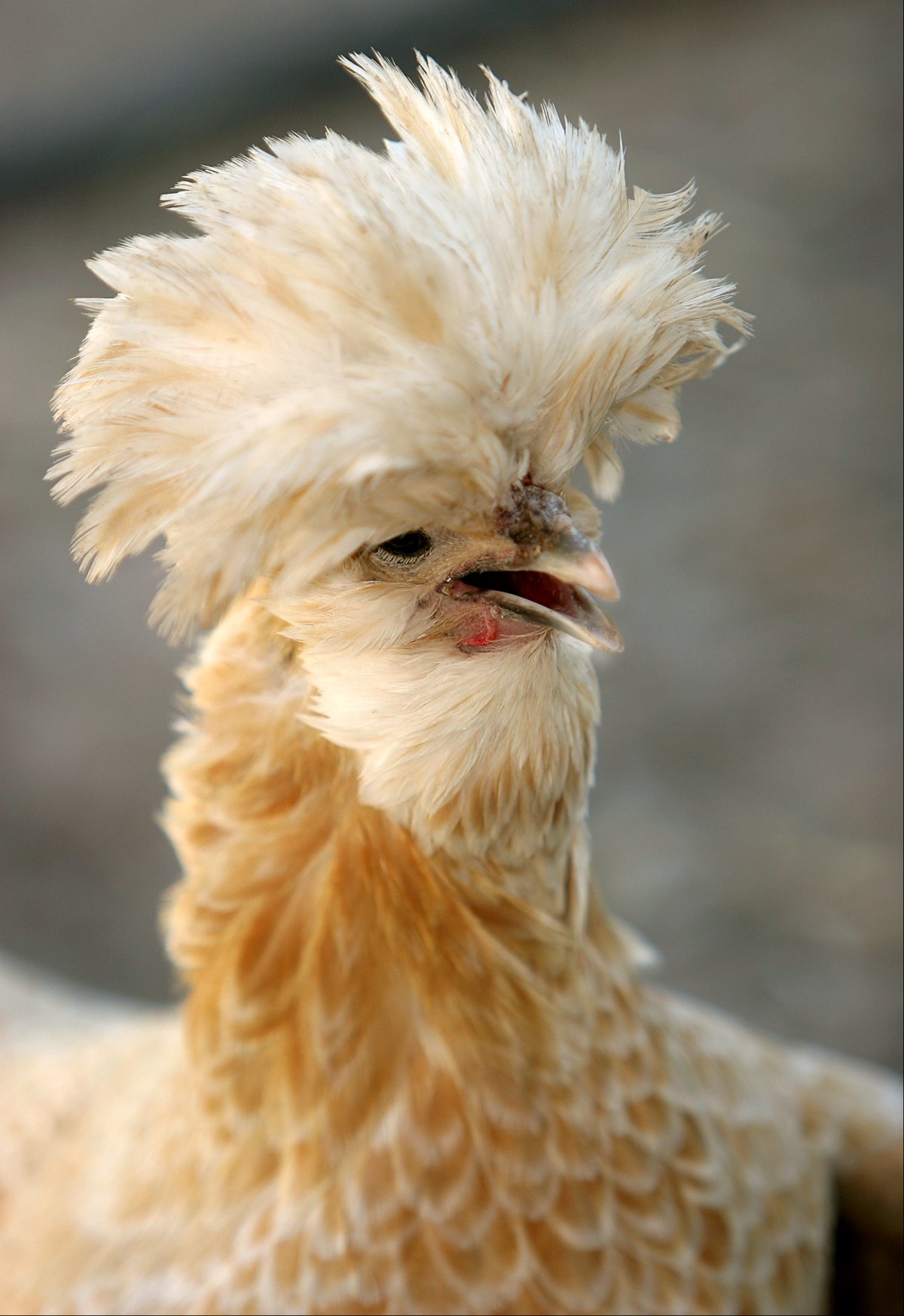 Русская хохлатая цыплята