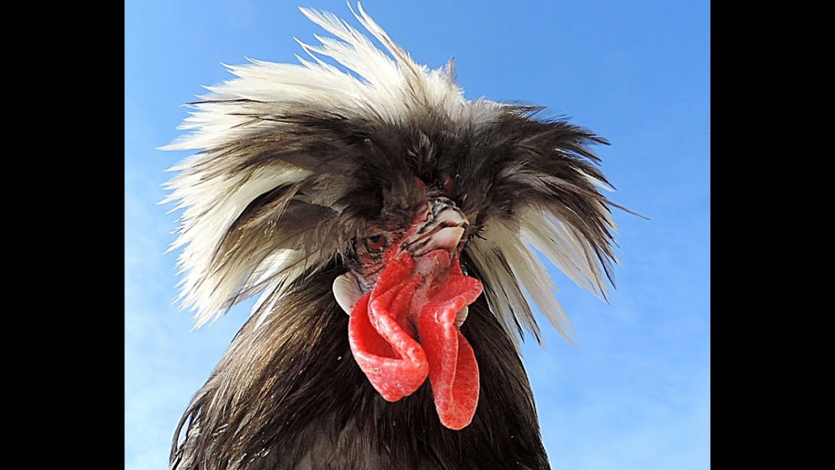 Взъерошенная курица