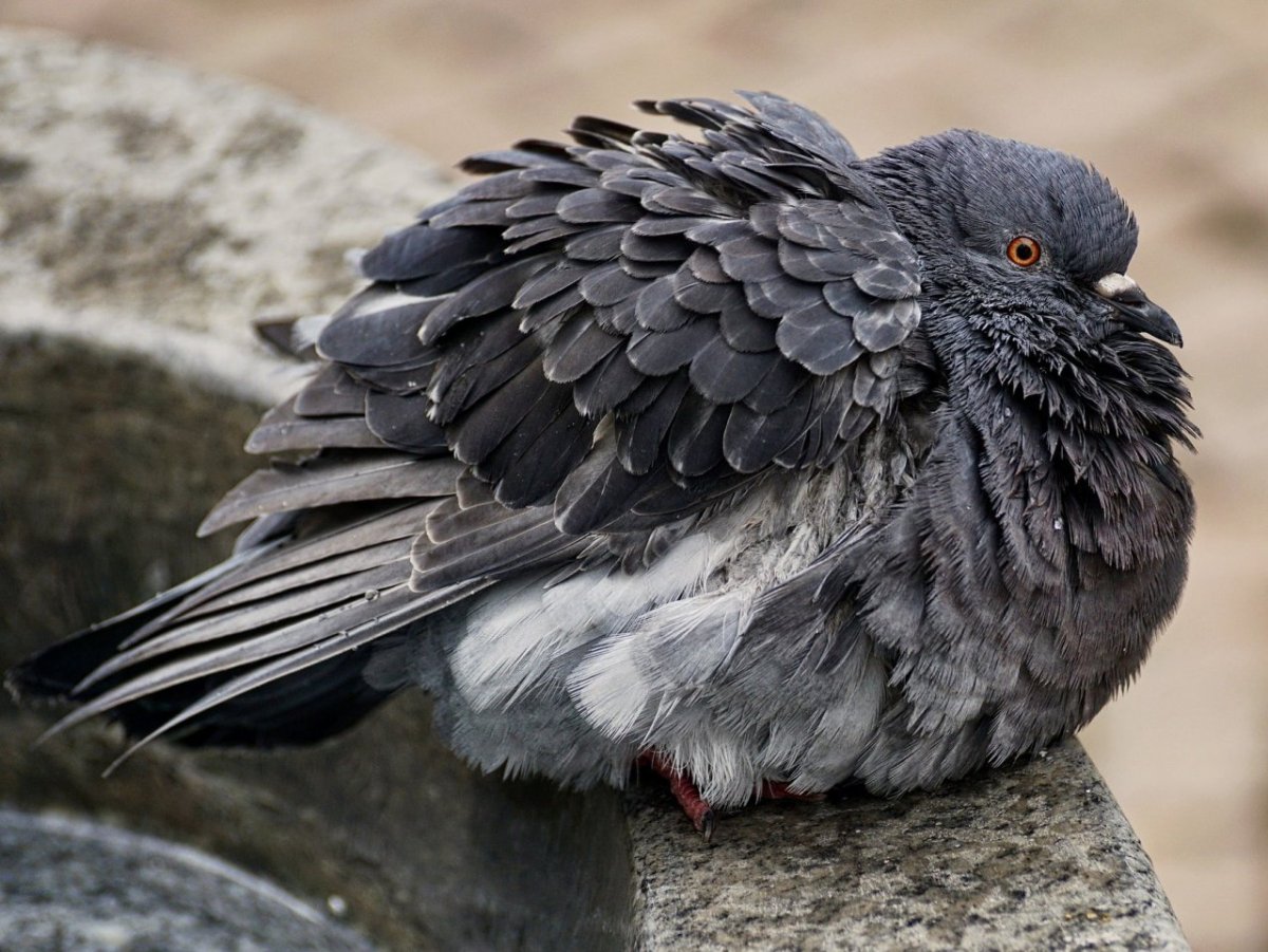 Взъерошенная птица