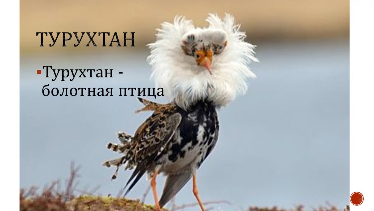 Турухтан птица