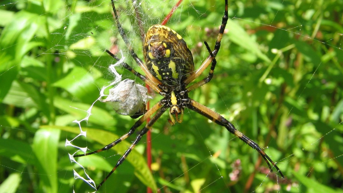 Паук Каракурт зелёный