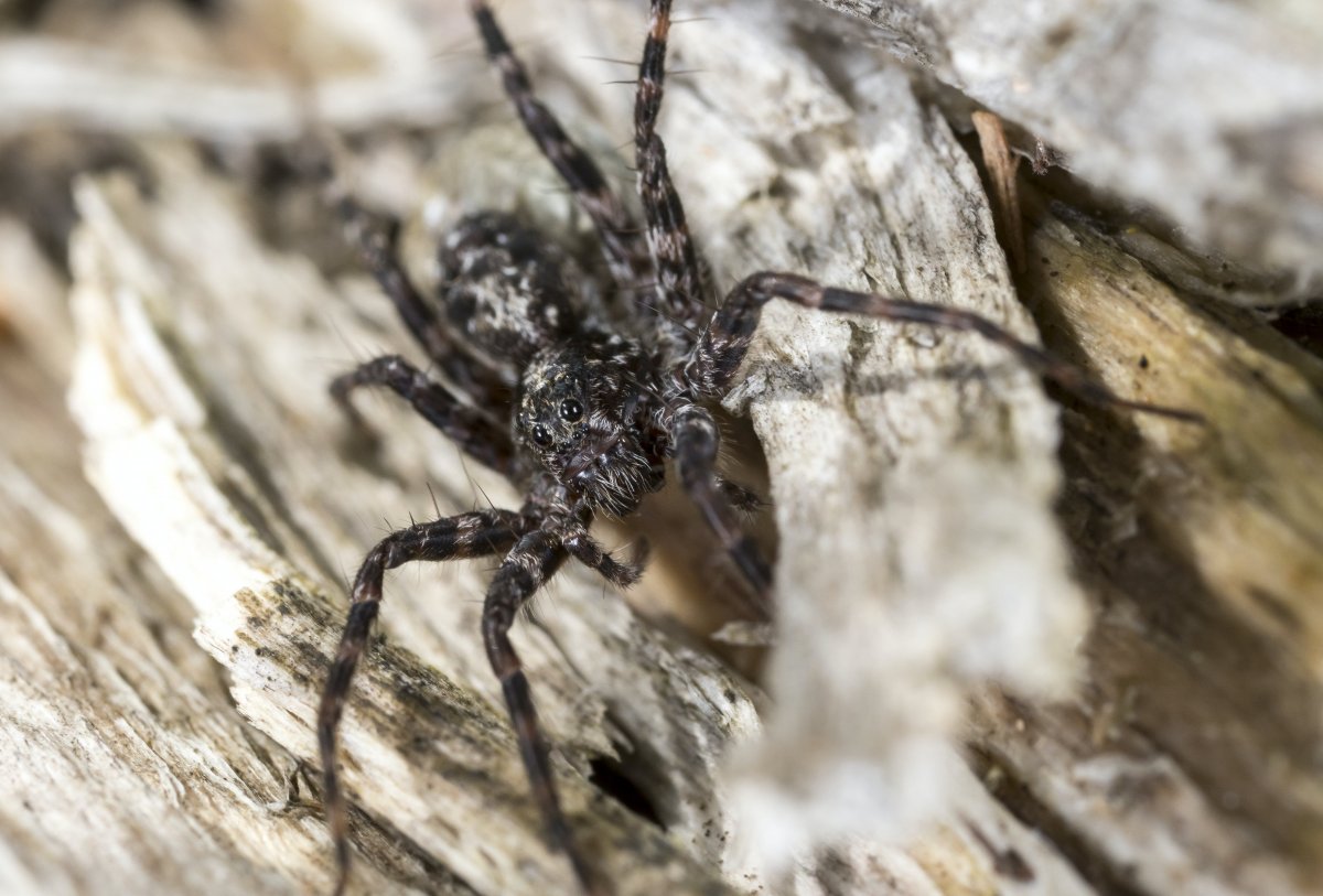 Обыкновенный крестовик - Araneus diadematus