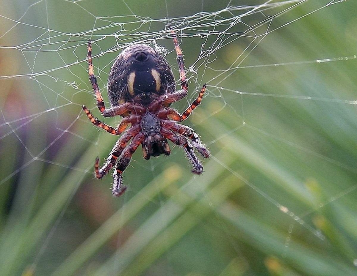 Каракурт (Latrodectus mactans)