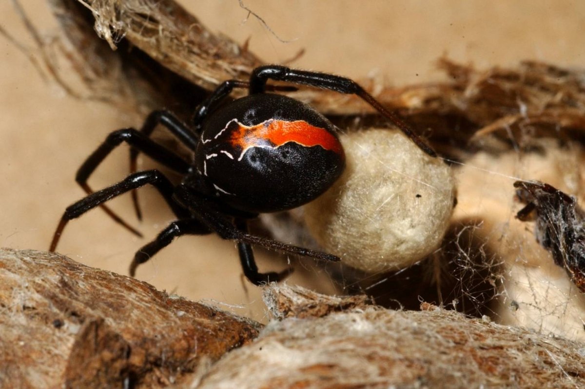 Австралийский красноспинный паук