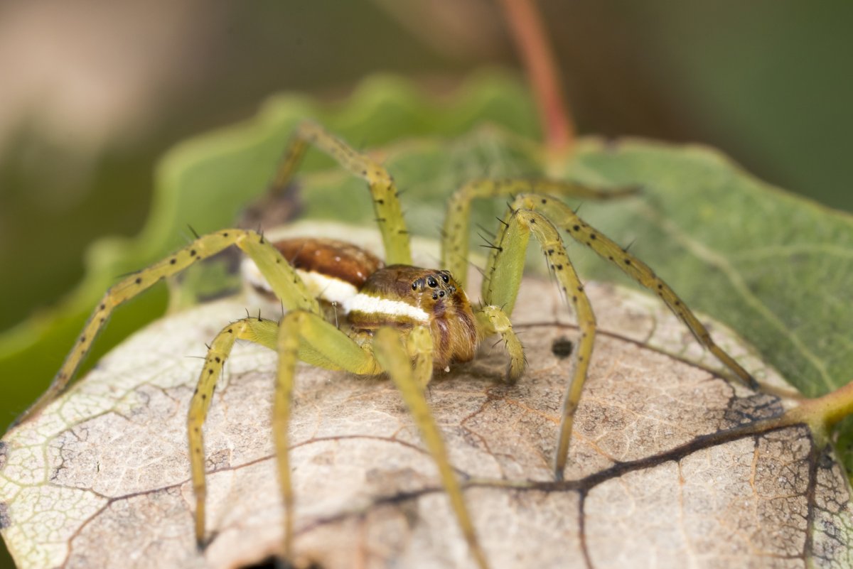 Паук Araneus angulatus