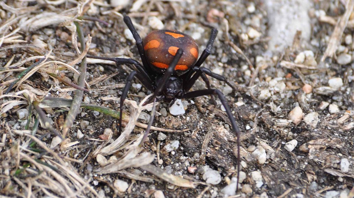 Паук Каракурт в Москве