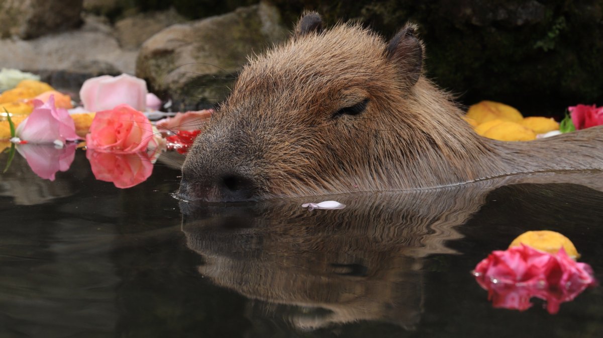 Капибара в воде