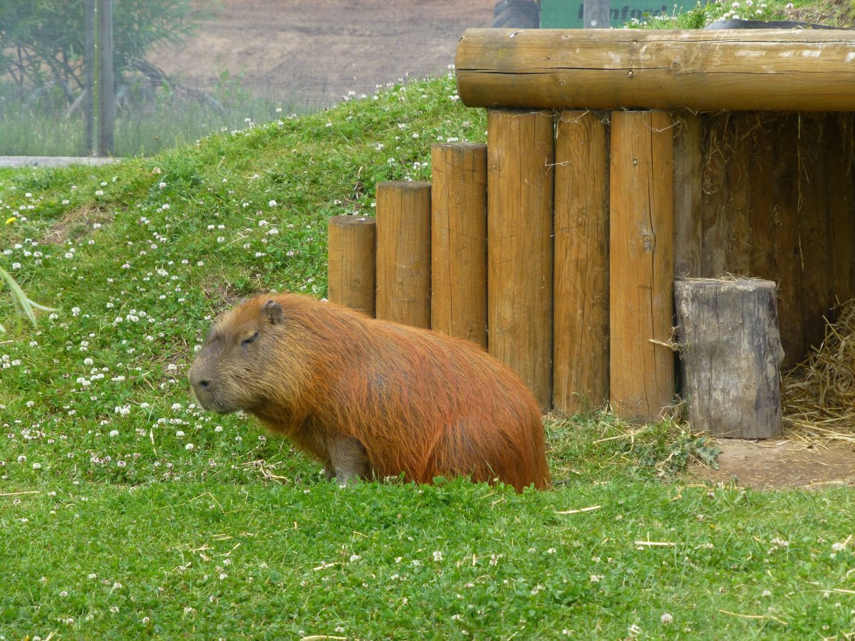 Капибара и морская Свинка