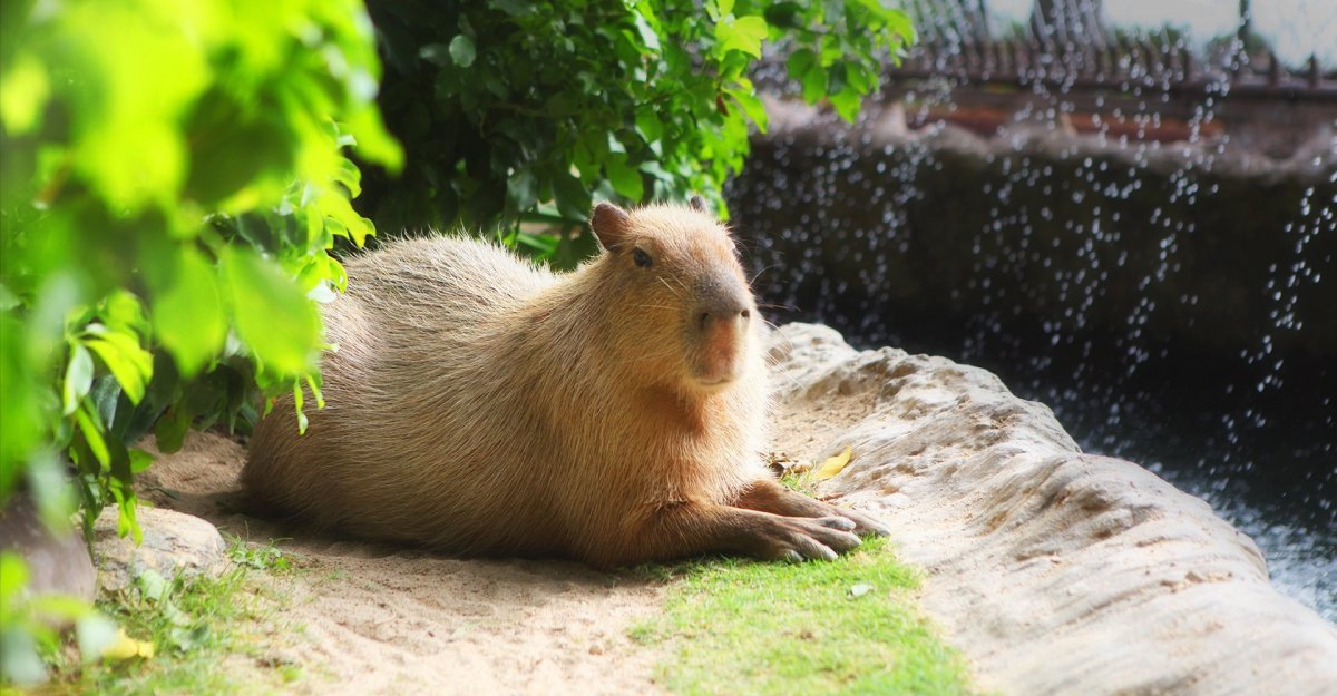 Стая капибар