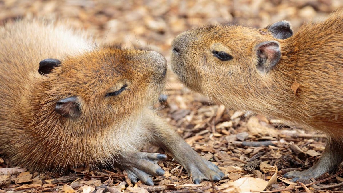 Капибара 4 на 3