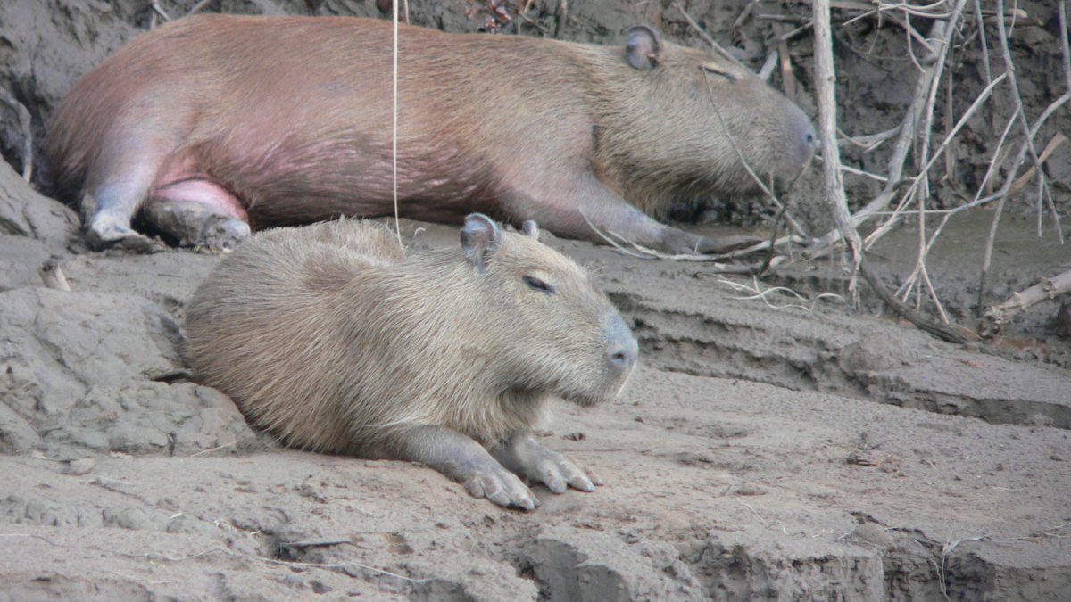 Карликовая капибара