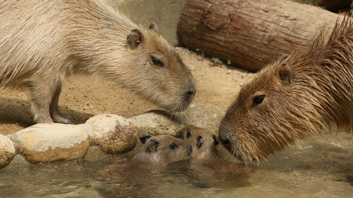 Нутрия и капибара
